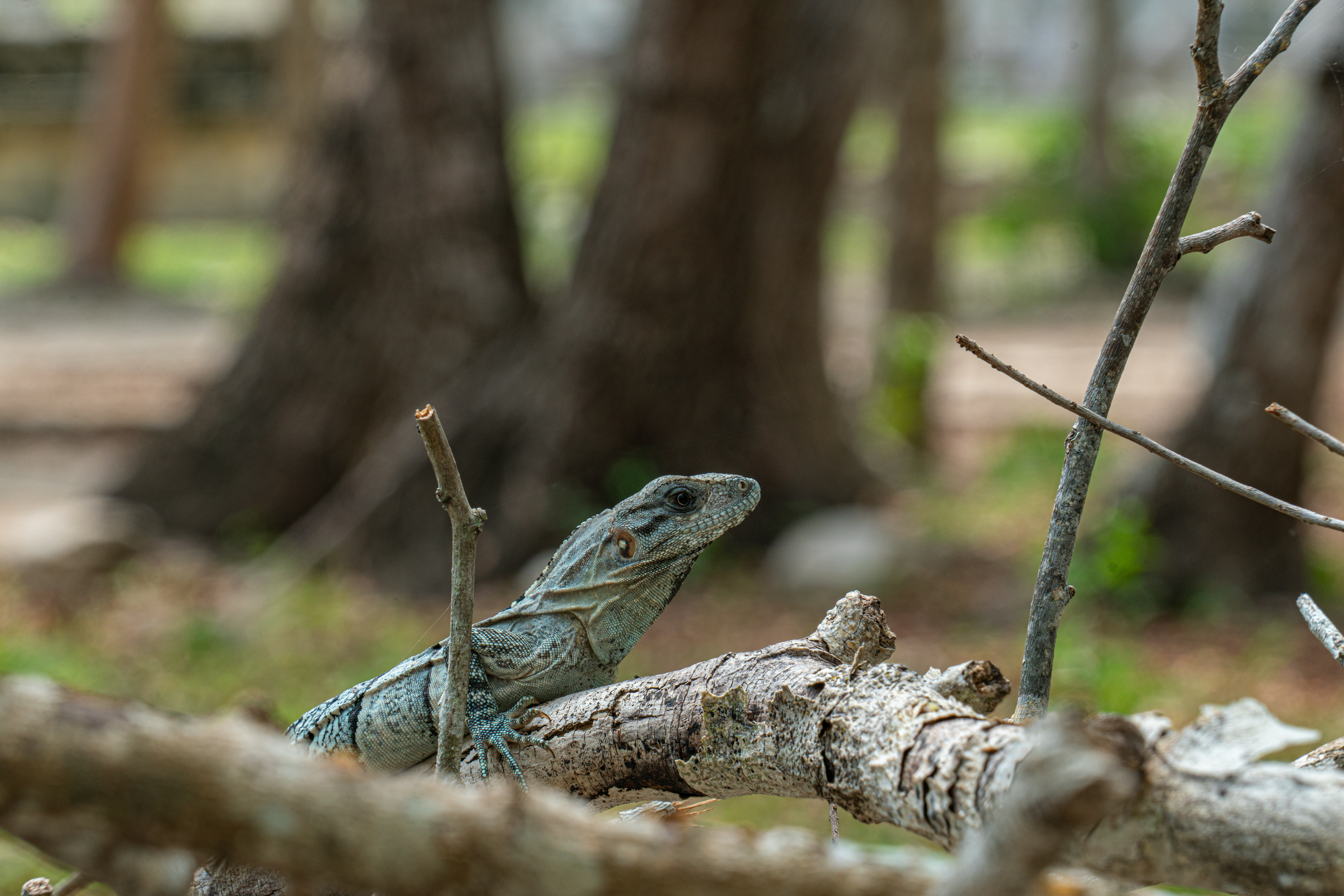MayanAdventure 2019 1012
